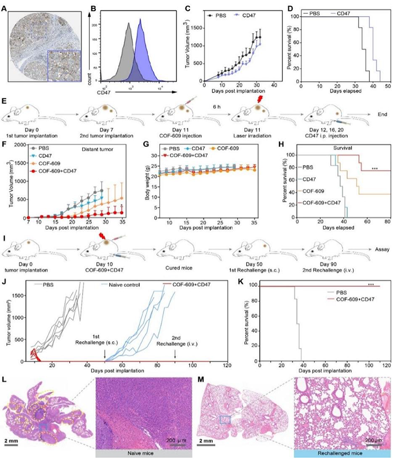 三維COF抑制腫瘤復發(fā)和轉移能力研究